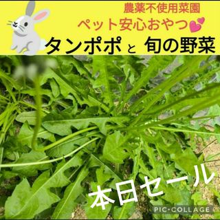 タンポポと旬菜セット♥合計200g〜ネコポスsize！(小動物)