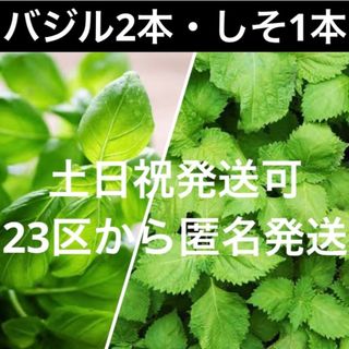 バジル　しそ　3本　23区から発送(その他)