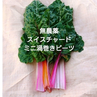 農薬不使用　スイスチャード　赤　ピンク　黄色　カラフル　ミニミニ渦巻きビーツ(野菜)