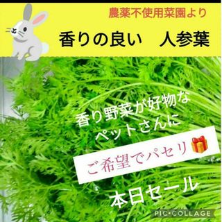 香りの良い　人参葉　200g以上〜ネコポス満杯！