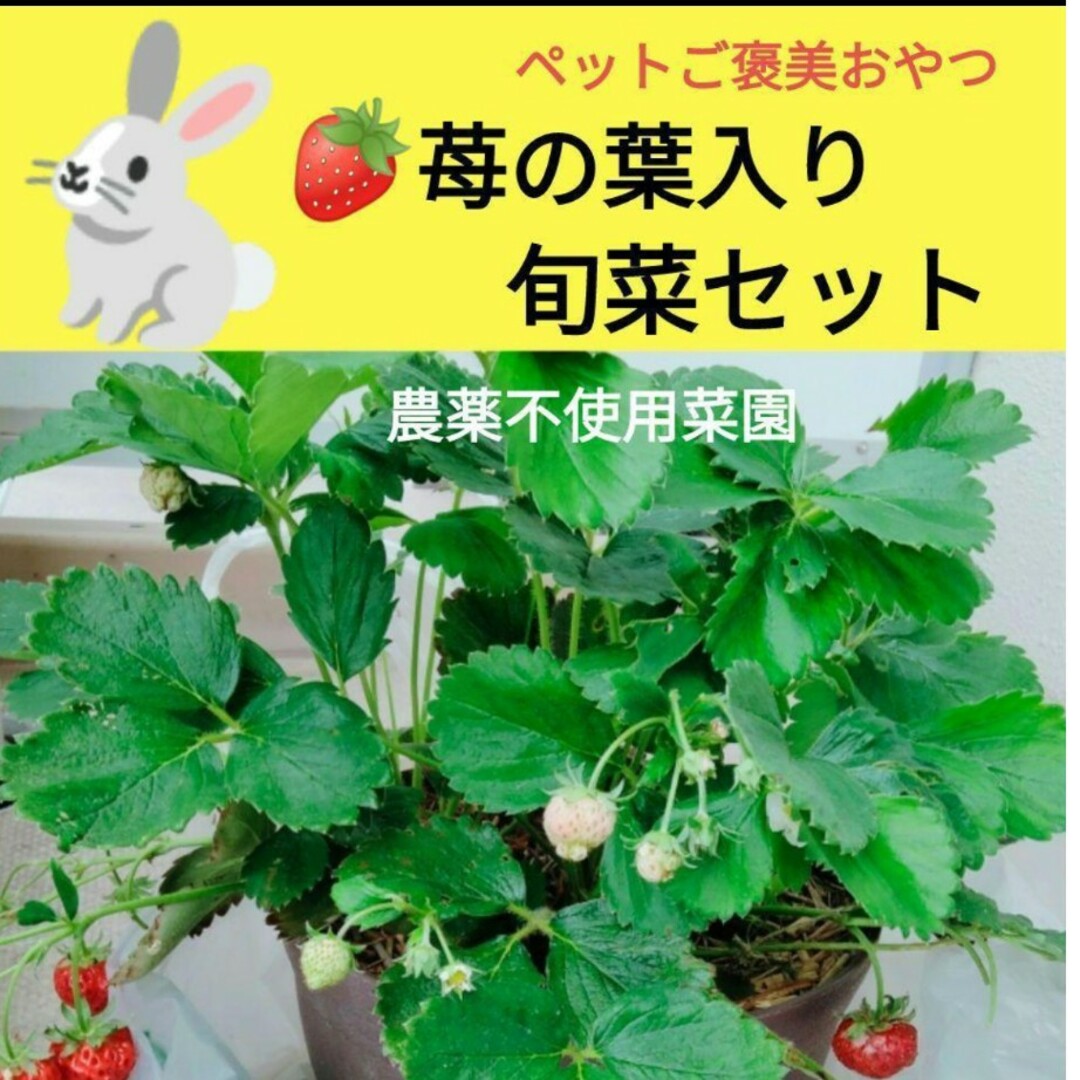 苺の葉入り旬菜セット♥️200g以上〜ネコポスsize！ その他のペット用品(小動物)の商品写真