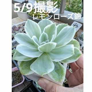 96♥レモンローズ錦♥　根あり抜き苗　多肉植物(ドライフラワー)