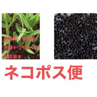 岐阜産、 無農薬、黒箒モロコシ 、和箒の苗  　　黒高粱米  　　　抜き苗5本　(プランター)