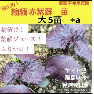 縮緬赤紫蘇　苗　5株+a(野菜)