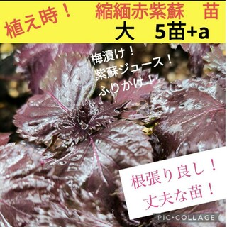 縮緬赤紫蘇苗　5株+a(野菜)