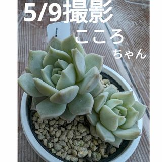 1♥こころ♥　根あり抜き苗　多肉植物(ドライフラワー)