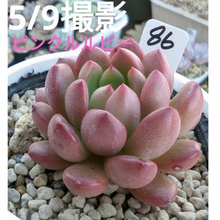 86♥ピンクルルビー♥　根あり抜き苗　多肉植物(ドライフラワー)