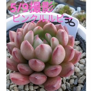 36♥ピンクルルビー♥　根あり抜き苗　多肉植物(ドライフラワー)