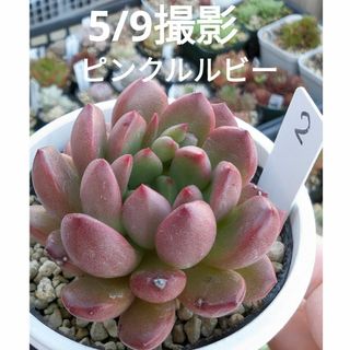 2♥ピンクルルビー♥　根あり抜き苗　多肉植物(ドライフラワー)