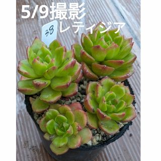 35♥レティジア♥　根あり抜き苗　多肉植物(ドライフラワー)