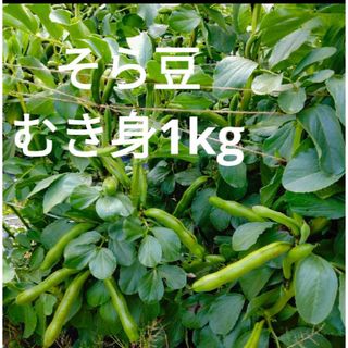 ［期間限定販売］そら豆　むき身　1kg(野菜)