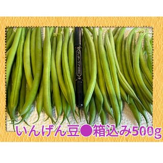 農家直送の朝採れ野菜いんげん豆箱込み500g(野菜)