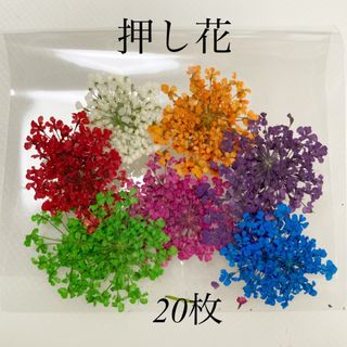 押し花ドライフラワー 7色 ②20枚SET ハンドメイド(その他)