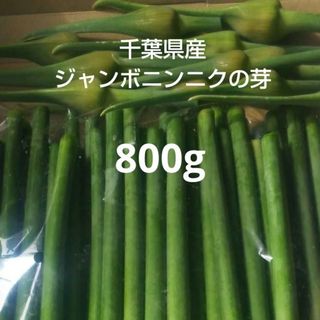 千葉県産ジャンボニンニクの芽800g栽培期間中農薬不使用(野菜)