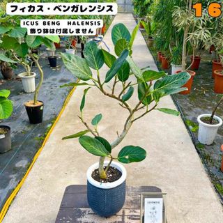 癒しの観葉植物、フィカス・ベンガレンシス・９６センチ １６・個性的な樹形が魅力(プランター)