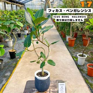 癒しの観葉植物、フィカス・ベンガレンシス・１０５センチ １７・個性的な樹形が魅力