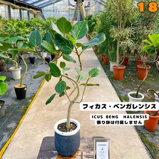 癒しの観葉植物、フィカス・ベンガレンシス・１０６センチ 18・個性的な樹形が魅力(プランター)