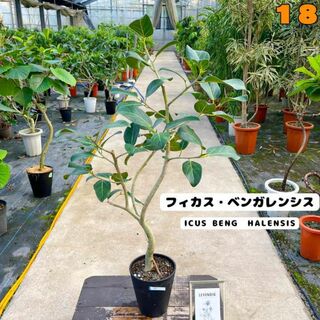 癒しの観葉植物、フィカス・ベンガレンシス・１１０センチ 18・個性的な樹形が魅力(プランター)