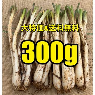 【美味！今が旬！お試しサイズ！】沖縄　伊江島産　島らっきょう　300g(野菜)