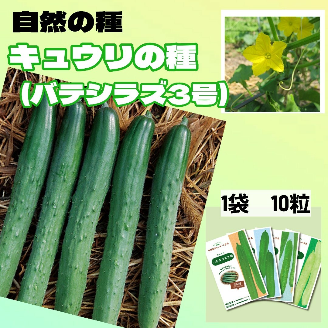 キュウリの種　バテシラズ3号　自然農法で育成採種した国産の種　育てやすい 食品/飲料/酒の食品(野菜)の商品写真