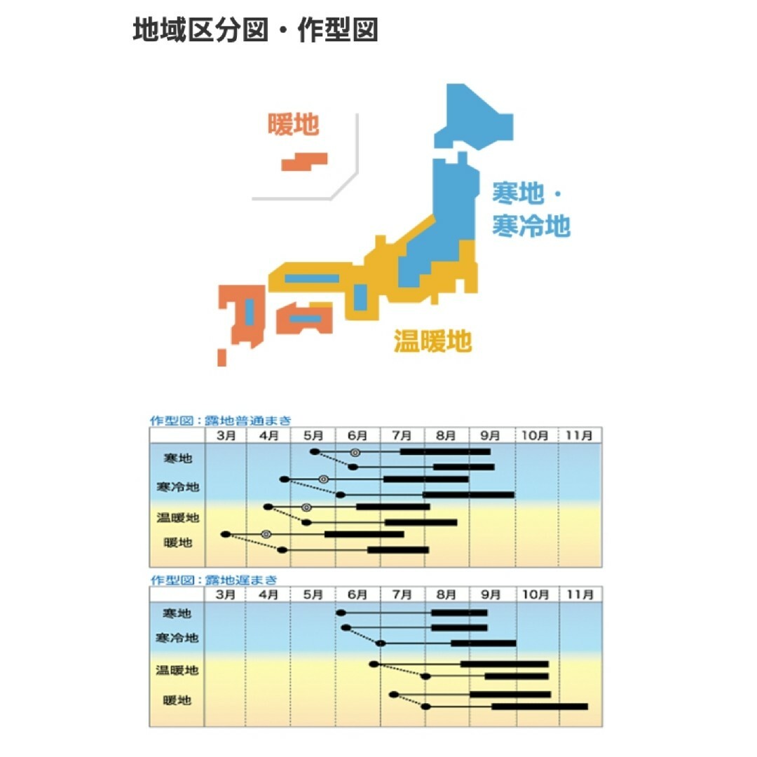 キュウリの種　バテシラズ3号　自然農法で育成採種した国産の種　育てやすい 食品/飲料/酒の食品(野菜)の商品写真