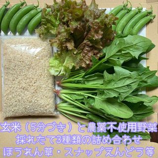 玄米（5分づき）と農薬不使用野菜＊採れたて3種類の詰め合せ＊ほうれん草＊ネコポス(野菜)