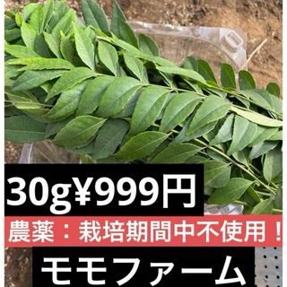 カレーリーフ　生葉 フレッシュカレーリーフ 30g(野菜)