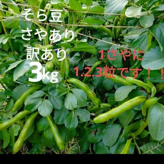 [期間限定販売]そら豆　さやあり　3kg　訳あり(野菜)