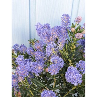 瑠璃色の花が無数に咲く　☘　セアノサス　パシフィックブルー　☘　苗(その他)