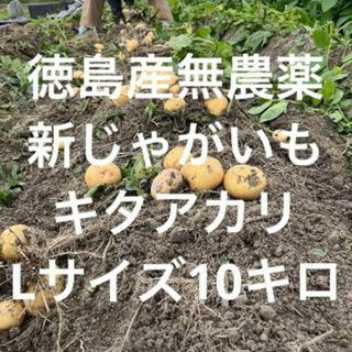 新鮮　掘り立て‼️徳島産無農薬　新じゃがいも　キタアカリ10キロ(野菜)