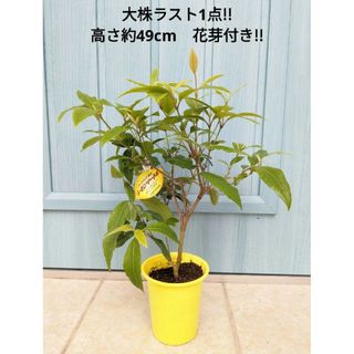 花は甘く葉はレモンの香り　☘　大株!!　レモンマートル　☘　苗　オージープランツ(その他)