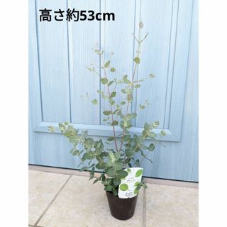 人気品種＆育てやすい　☘　ユーカリ　グニー　☘　苗　オージープランツ(その他)