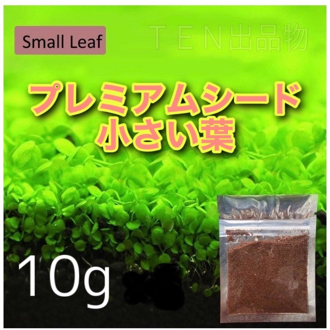 種から育てる水草　水草の種【小さい葉】10g その他のペット用品(アクアリウム)の商品写真