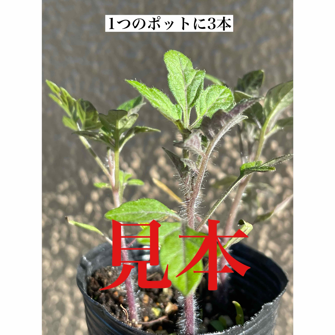 無農薬 トマト プチトマト  黄色 赤 夏野菜 苗 苗 野菜 トマト苗 ハンドメイドのフラワー/ガーデン(その他)の商品写真