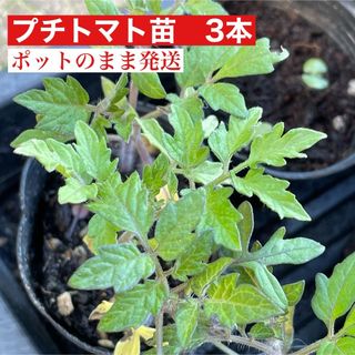 無農薬 トマト プチトマト  黄色 赤 夏野菜 苗 苗 野菜 トマト苗(その他)