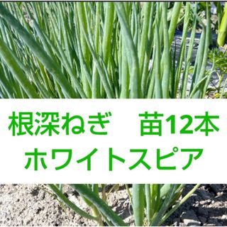 【ネコポス】根深ネギ　苗１２本　ホワイトスピア　１本ネギ　農薬不使用(その他)