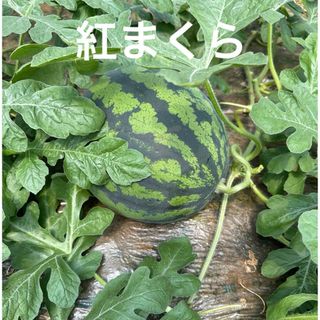 産地直送 熊本植木町スイカ【1玉入り】6kg(フルーツ)