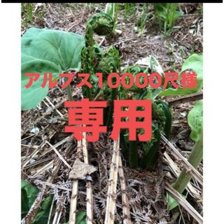 北海道産天然物こごみ、行者にんにく詰め合わせ(野菜)