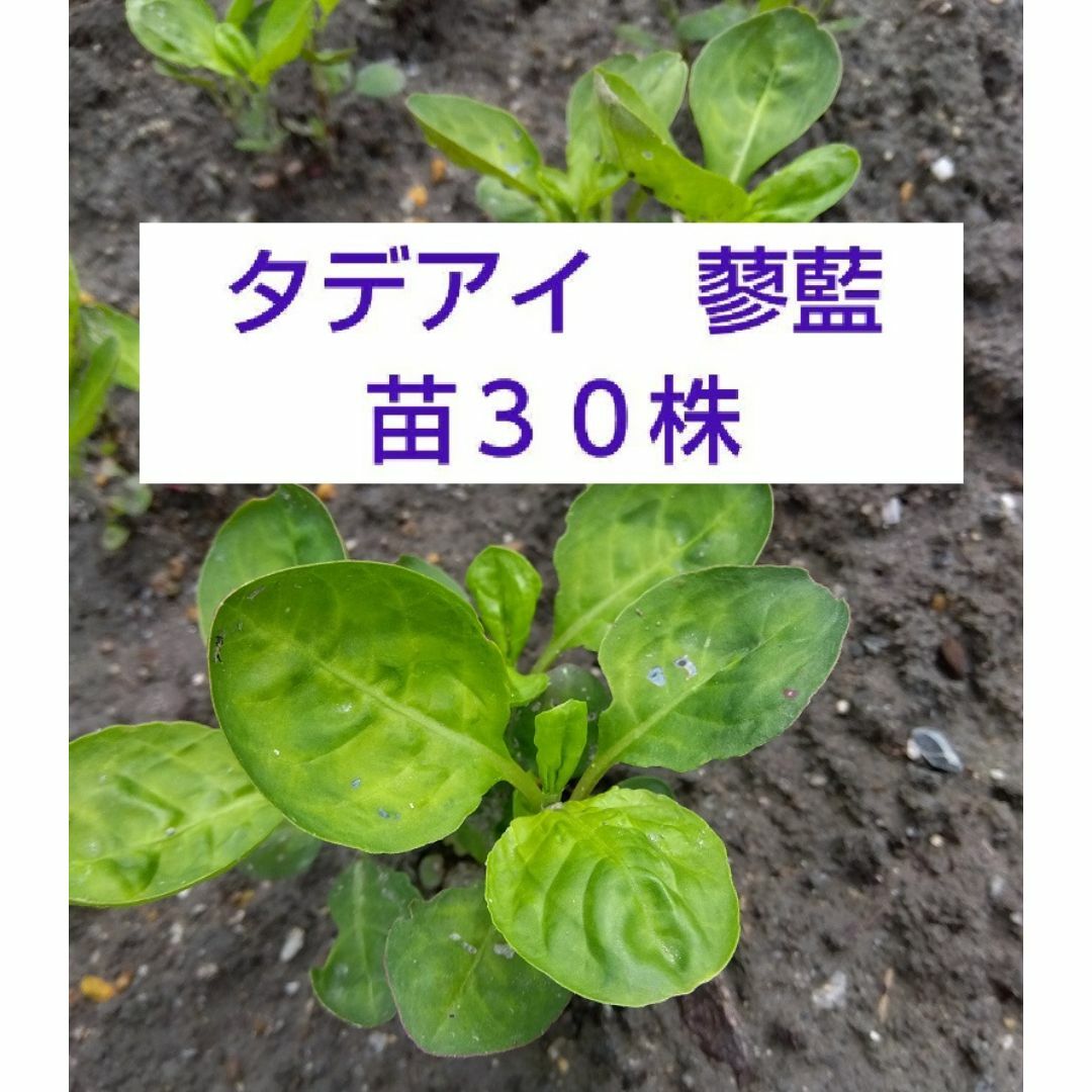 【ネコポス】タデアイ 蓼藍苗 ３０株 抜き苗　藍染め ハンドメイドのフラワー/ガーデン(その他)の商品写真