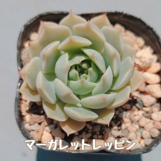 多肉植物　マーガレットレッピン　抜き苗(その他)