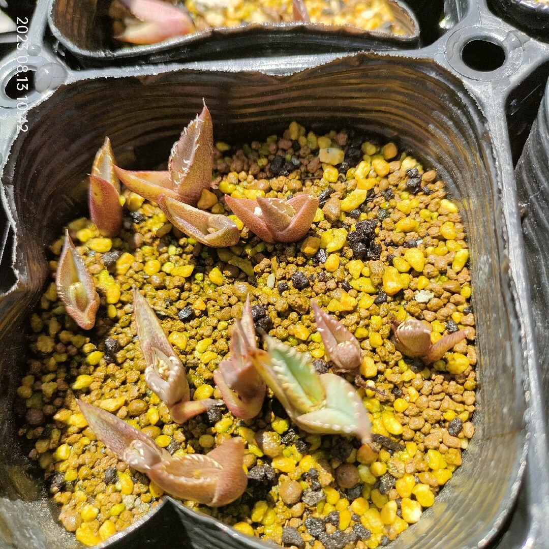 【即購入可】アガベ　チタノタドワーフ種子　30粒 ハンドメイドのフラワー/ガーデン(その他)の商品写真