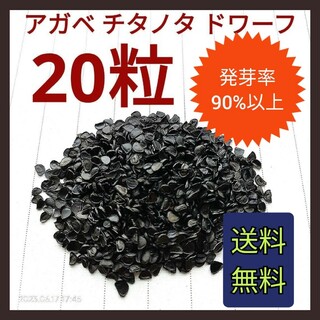 【即購入可】アガベ　チタノタドワーフ種子　20粒(その他)