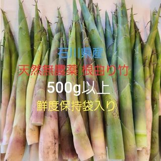 石川県産 笹竹 姫竹 根曲がり竹 たけのこ 500g 以上 天然 無農薬(野菜)