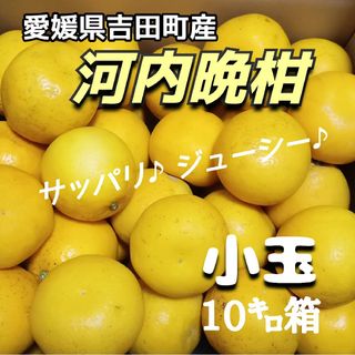 愛媛県産★農家直送★河内晩柑 小玉10㌔箱(フルーツ)