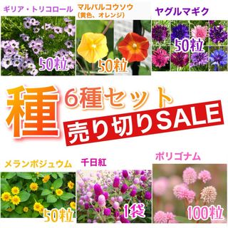 種6種セット  売り切りSALE⑦(その他)