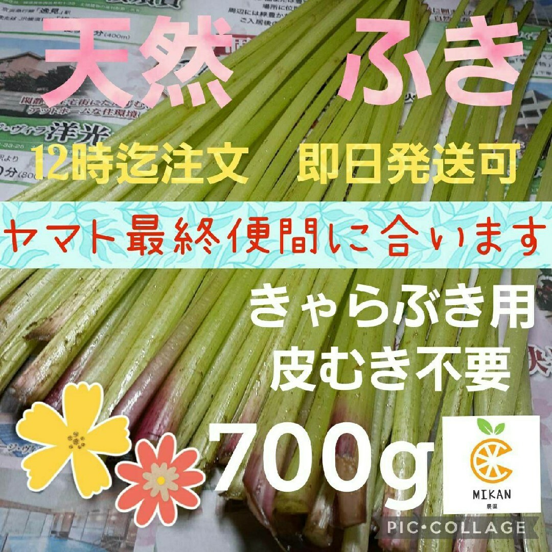 ふき 食品/飲料/酒の食品(野菜)の商品写真