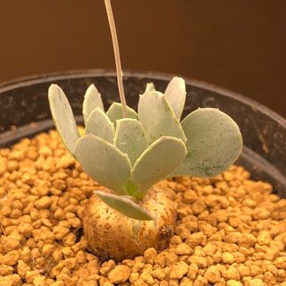 ラスト苗種子オマケ！　オトンナ  カカリオイデス　実生　多肉植物　塊根植物