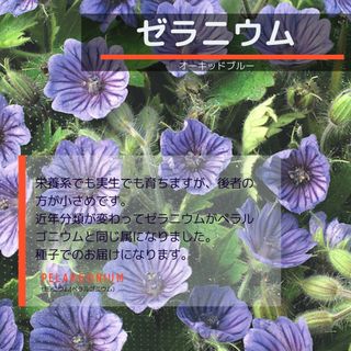 ゆうパケット　ゼラニウム☆オーキッドブルー☆種子12粒(その他)