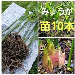 みょうが苗　茗荷　野菜苗　家庭菜園　10本　ネコポス箱　敷地隅っこ有効利用(野菜)