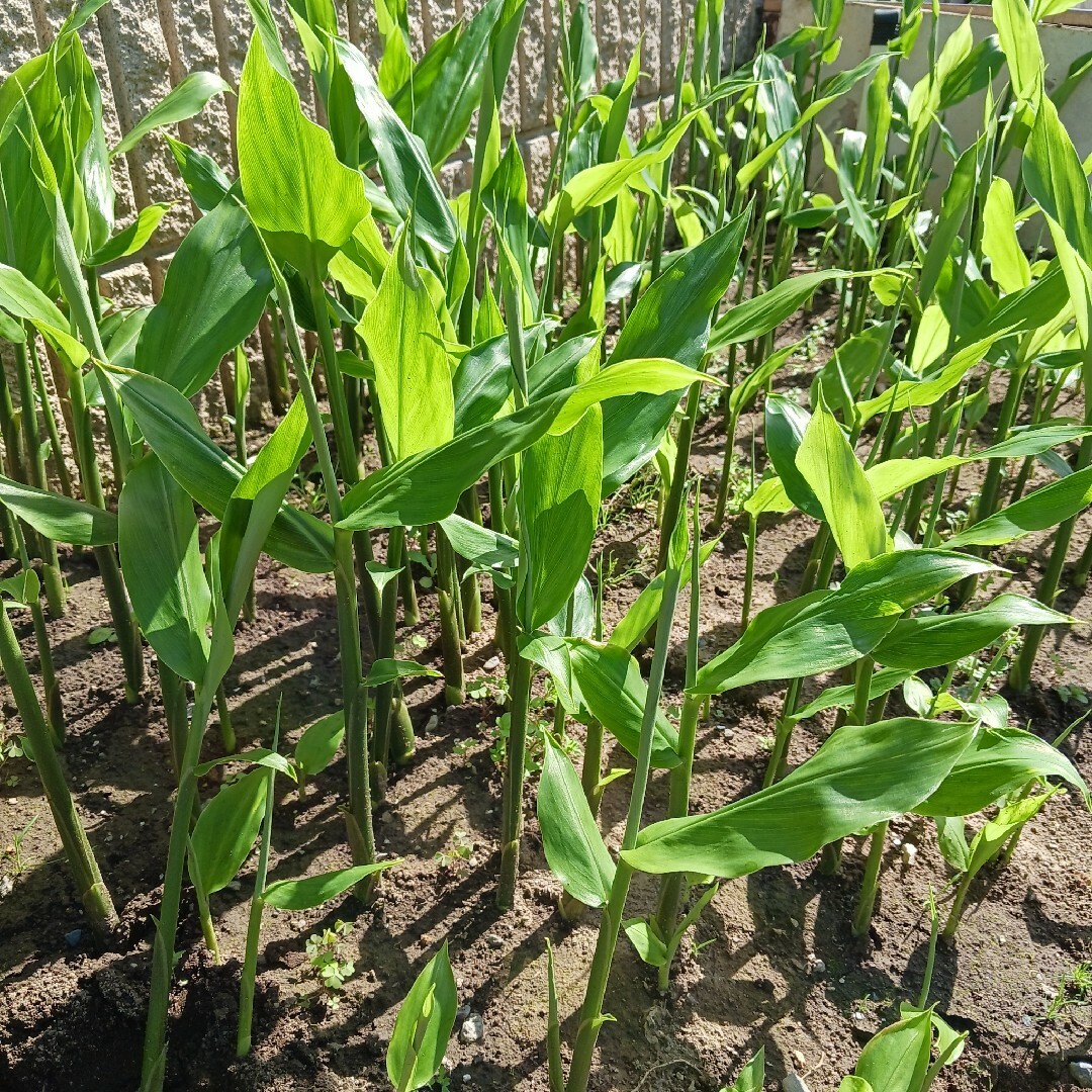 みょうが苗　茗荷　野菜苗　家庭菜園　10本　ネコポス箱　敷地隅っこ有効利用 食品/飲料/酒の食品(野菜)の商品写真